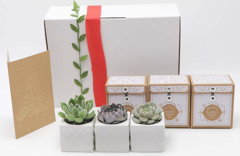 Gift boxes of succulents