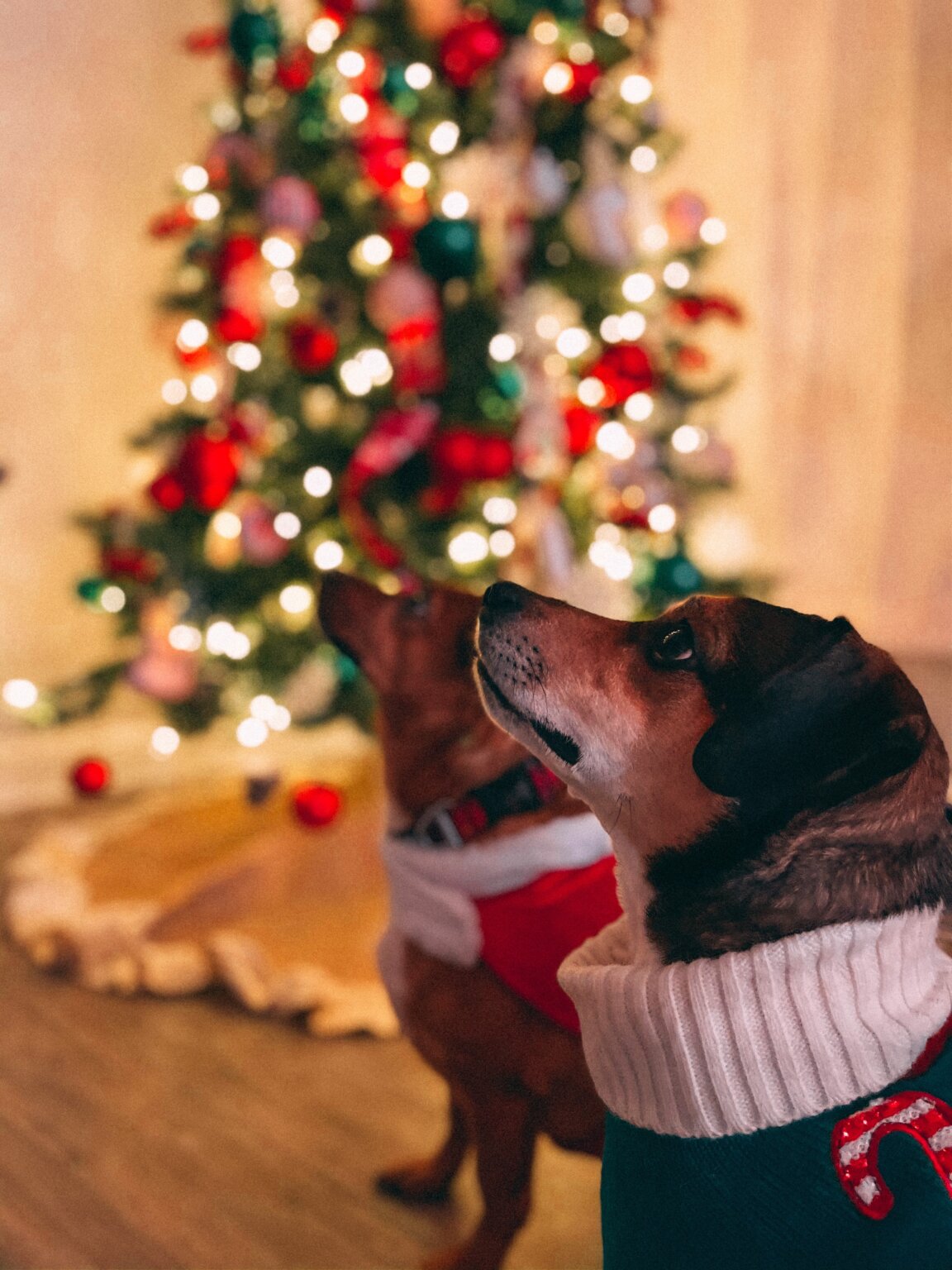 20+ Adorable Christmas Dog Puns (Perfect for Instagram Captions!)
