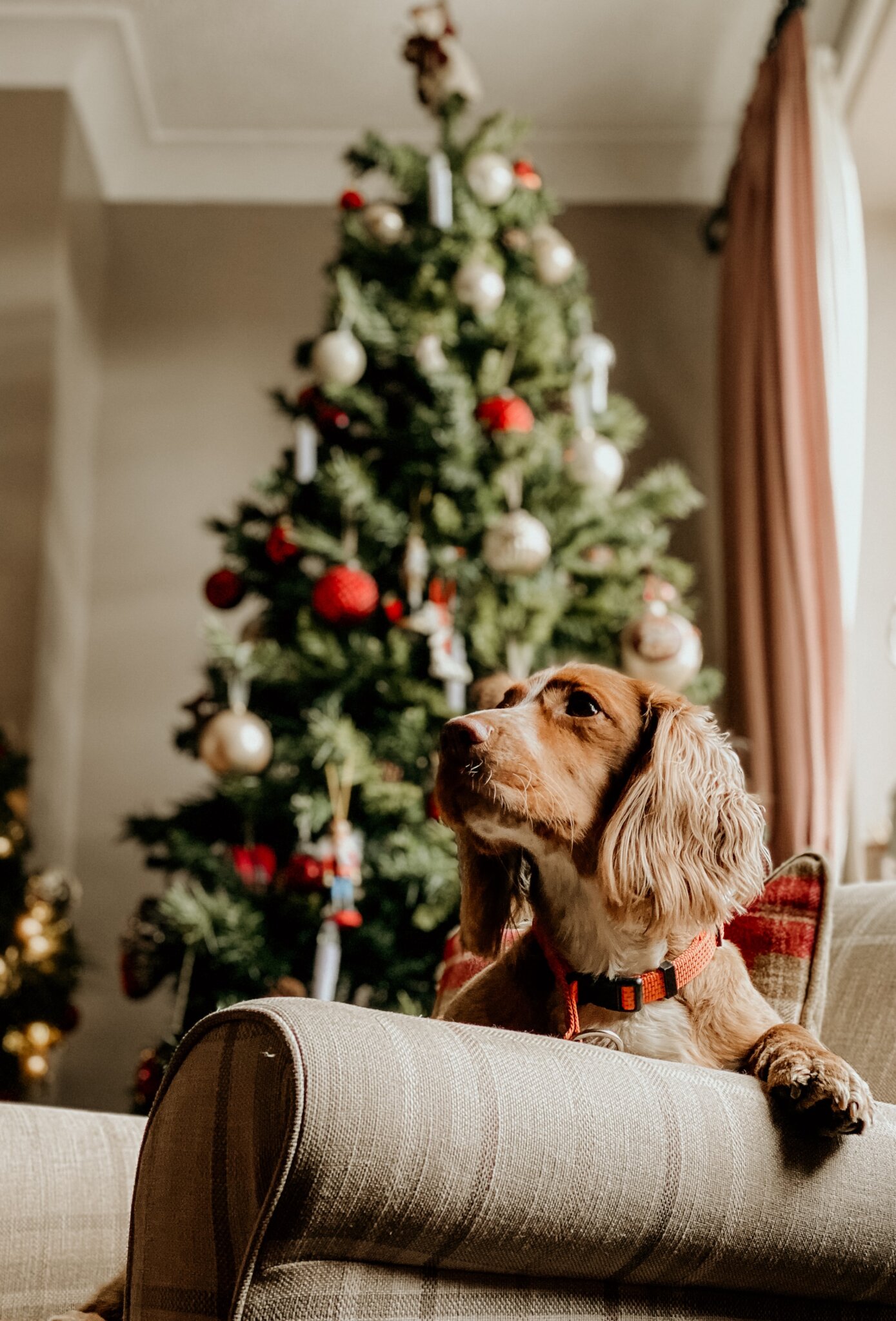 20+ Adorable Christmas Dog Puns (Perfect for Instagram Captions!)