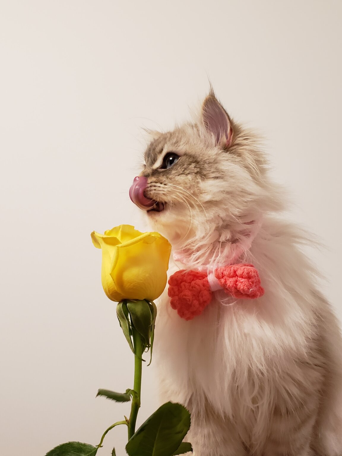 50+ Super Cute Valentine Animal Puns You Should Steal