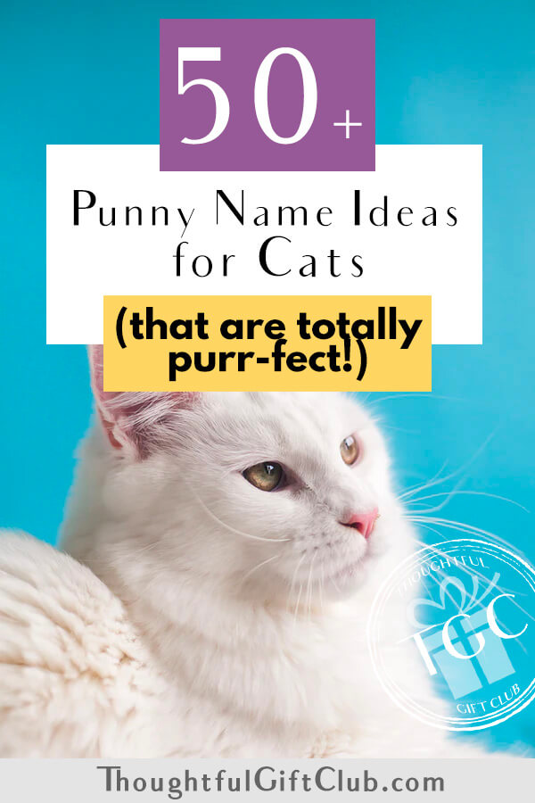 50 Punny Cat Name Ideas That Are Simply Ameowzing 2022 Update