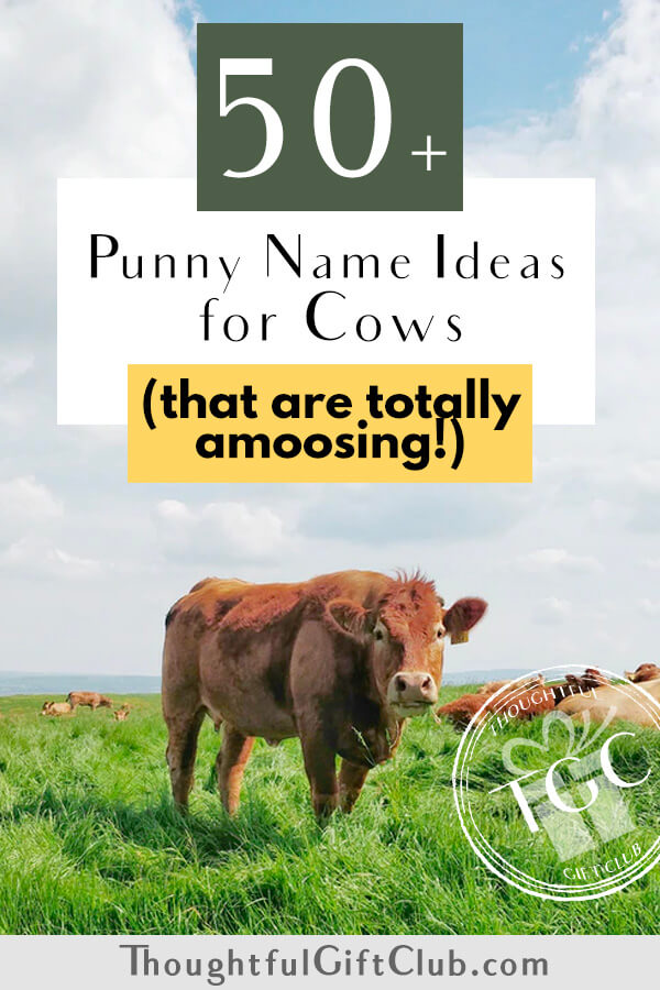 50+ Cow Pun Names That Are Genuinely Amoosing (2023 Update)