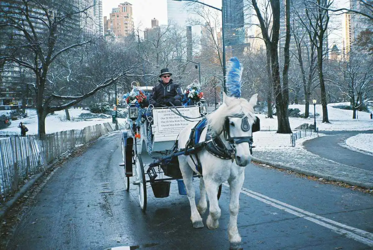 A Horse and Carriage Ride Through Central Park