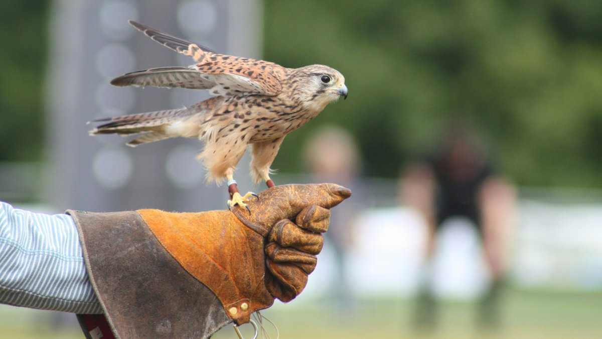 A Falconry and Bird of Prey Experience in Fife