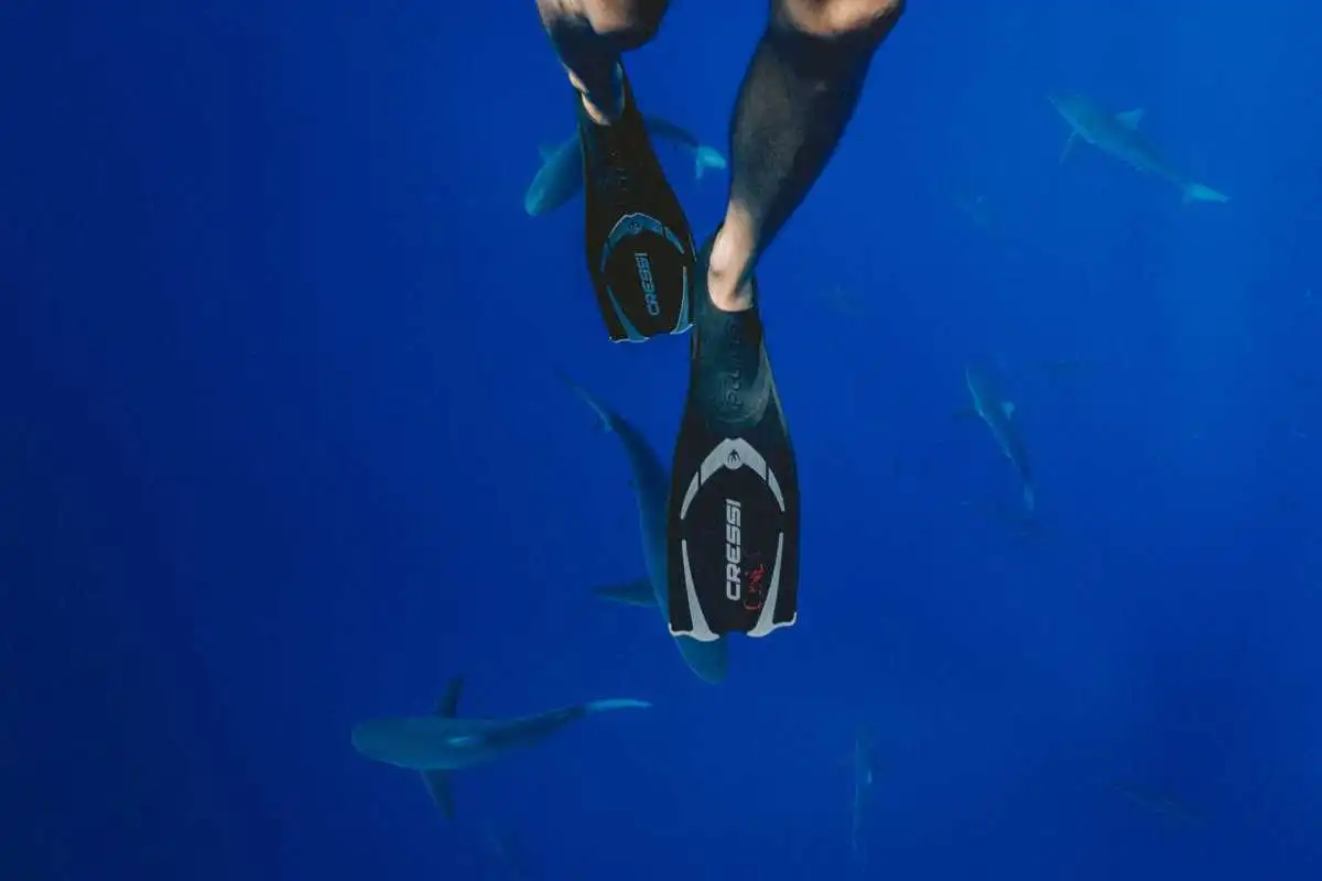 This Swimming With Sharks Experience
