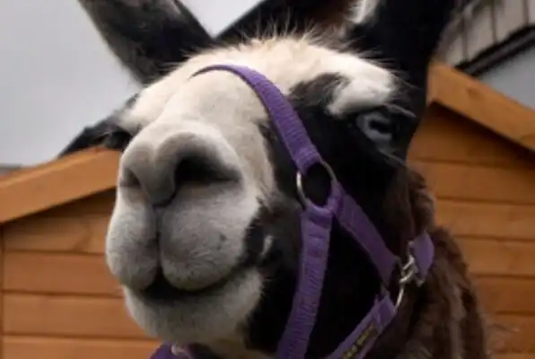This Meet the Llamas Experience for Two