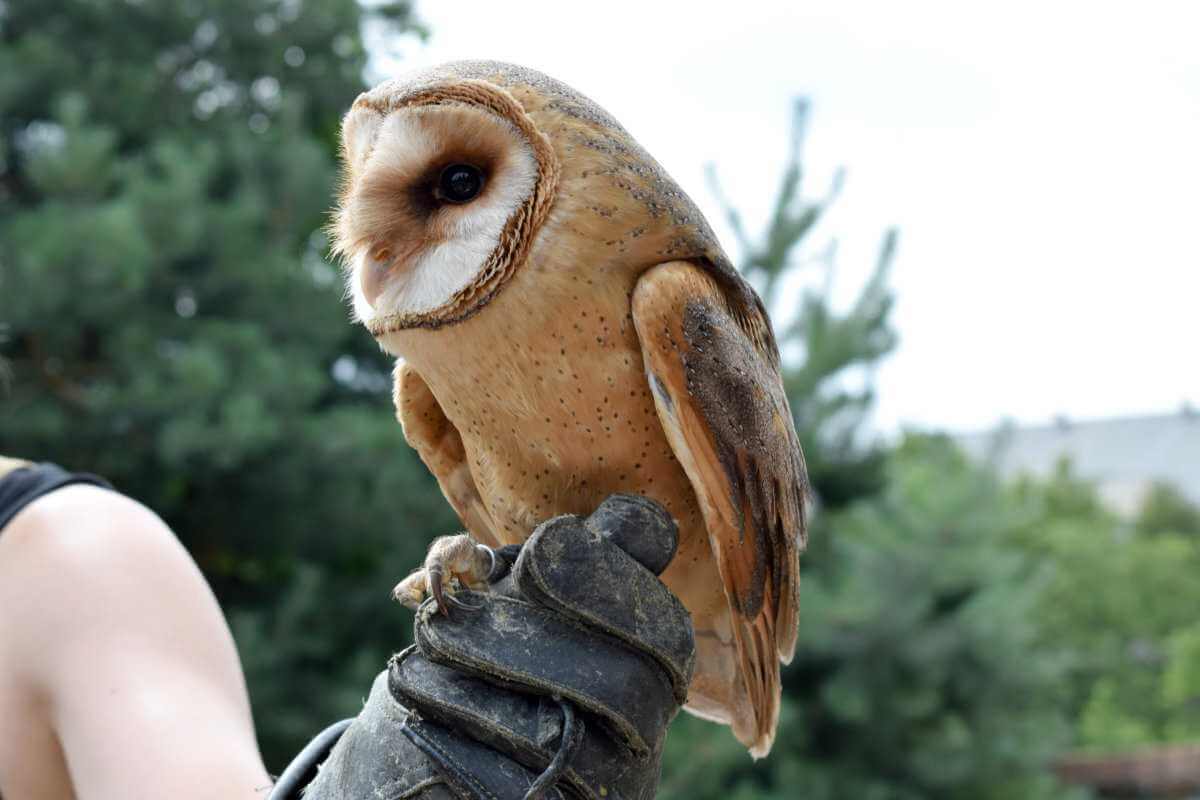 This Owl Handling Experience