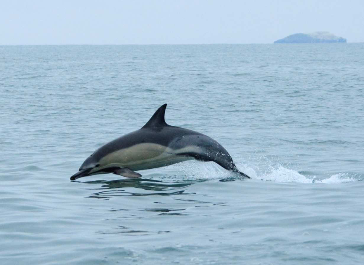 A Whale and Dolphin Watching Cruise