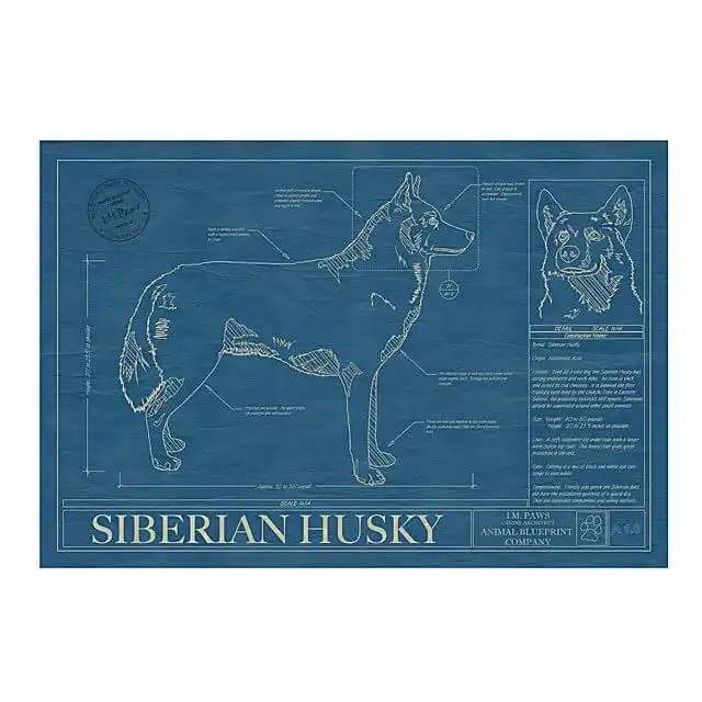 This Framed Husky Blueprint