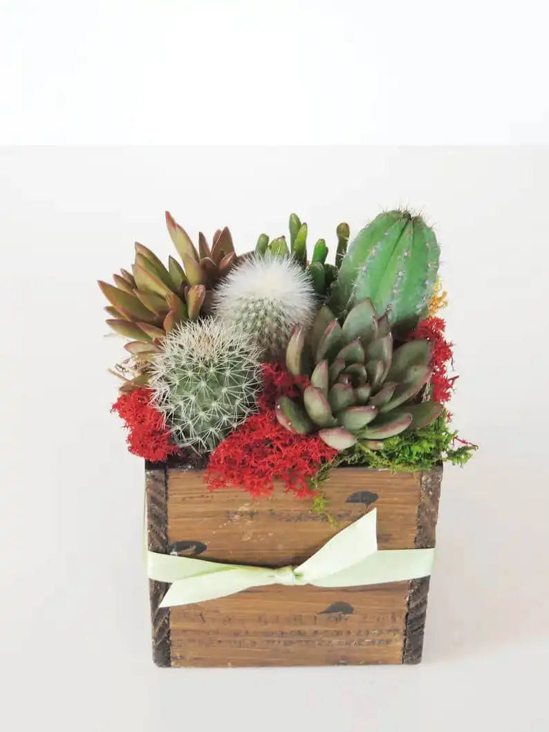 An Arrangement of Real Cacti