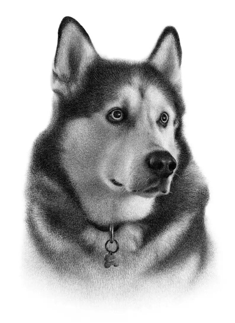 A Personalized Husky Pencil Drawing