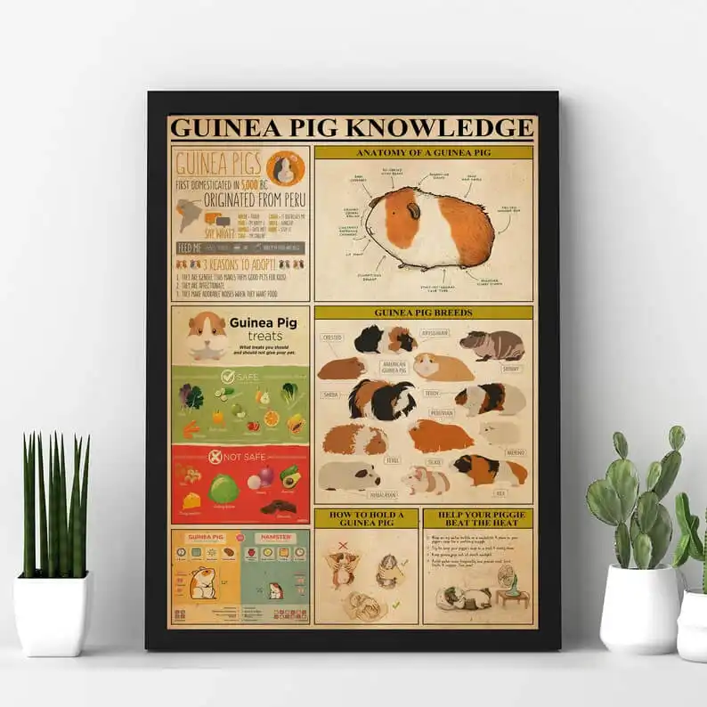 This Guinea Pig Knowledge Poster